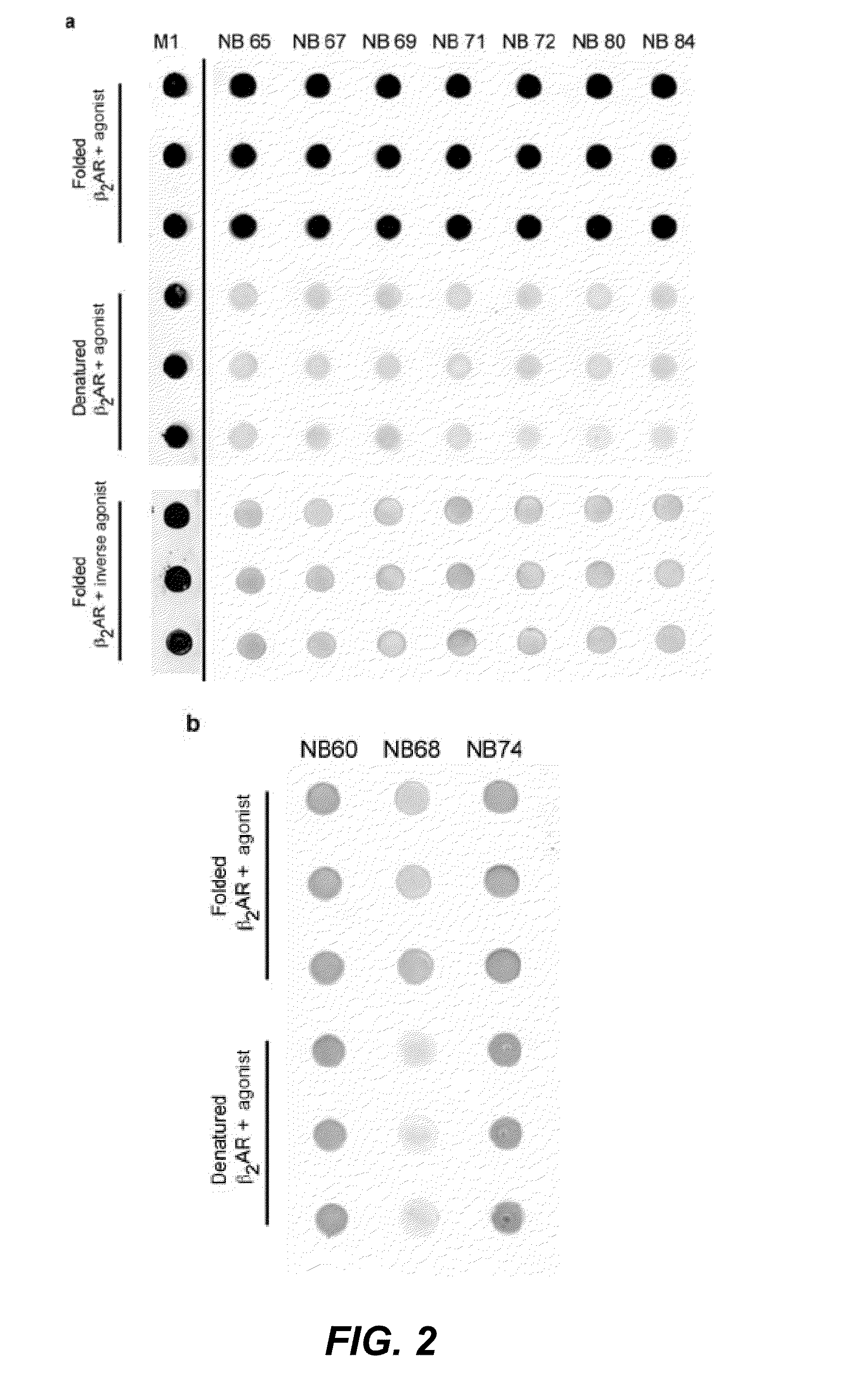 Protein binding domains stabilizing functional conformational states of gpcrs and uses thereof