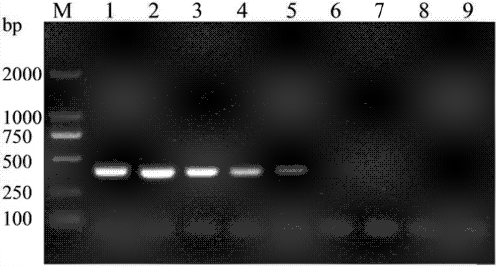 Porcine circovirus type 3 PCR detection primer pair and kit