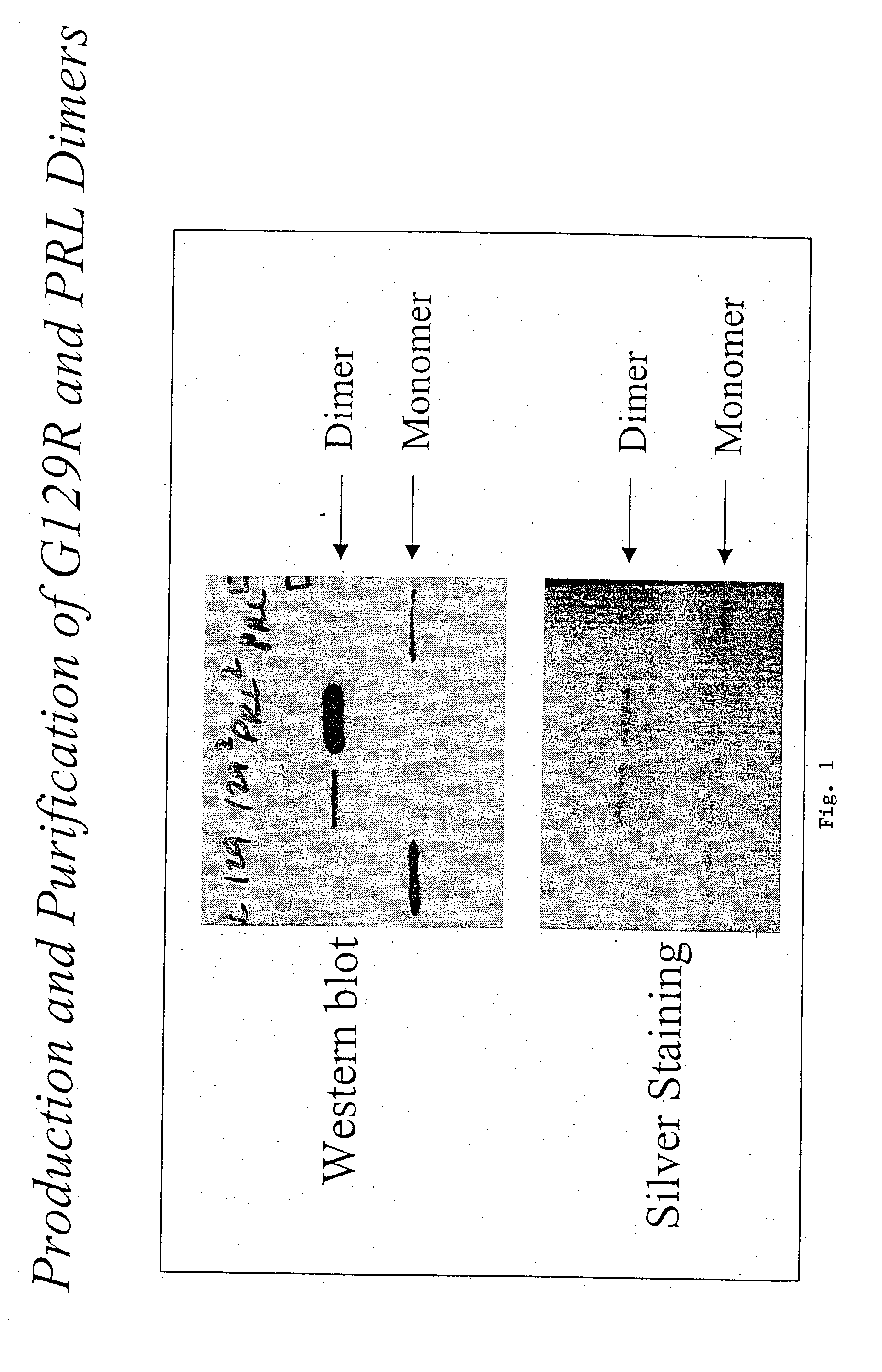 Multimeric ligands with enhanced stability