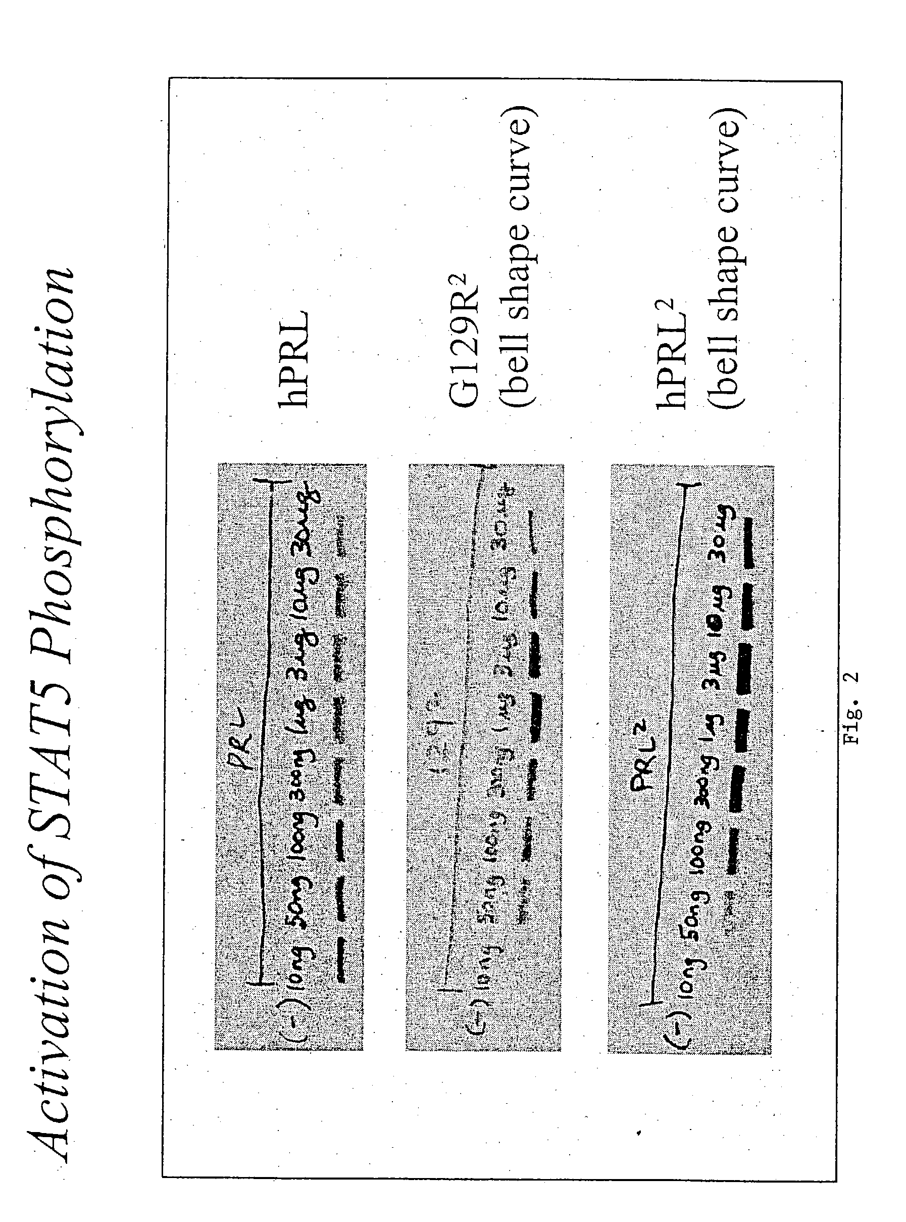 Multimeric ligands with enhanced stability