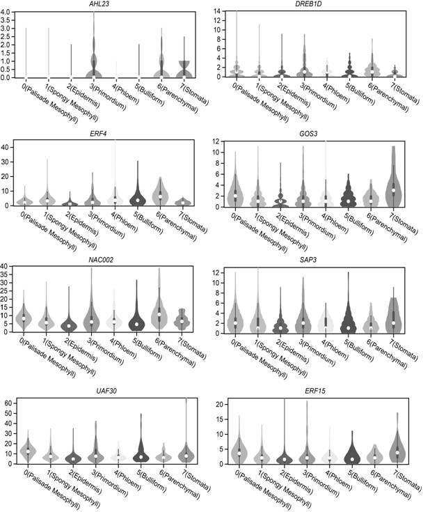 High-throughput verification method of plant tissue single cell transcriptome sequencing result