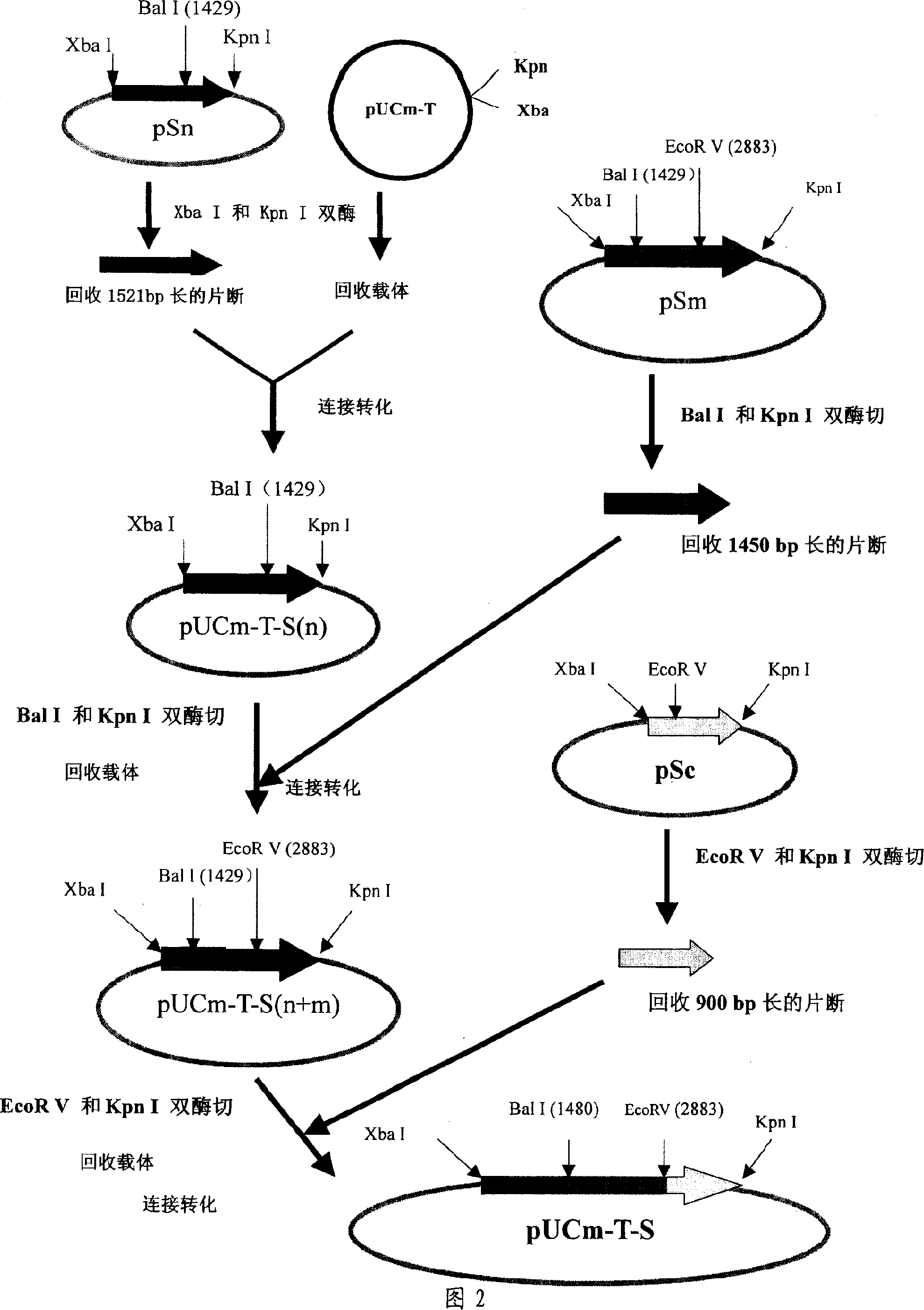 Coronal virus genetic engineering protein and use thereof