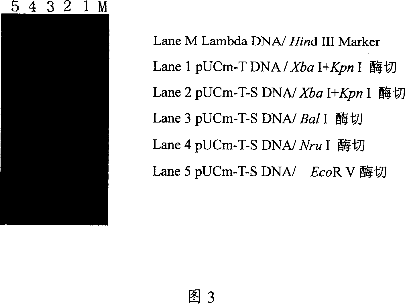 Coronal virus genetic engineering protein and use thereof