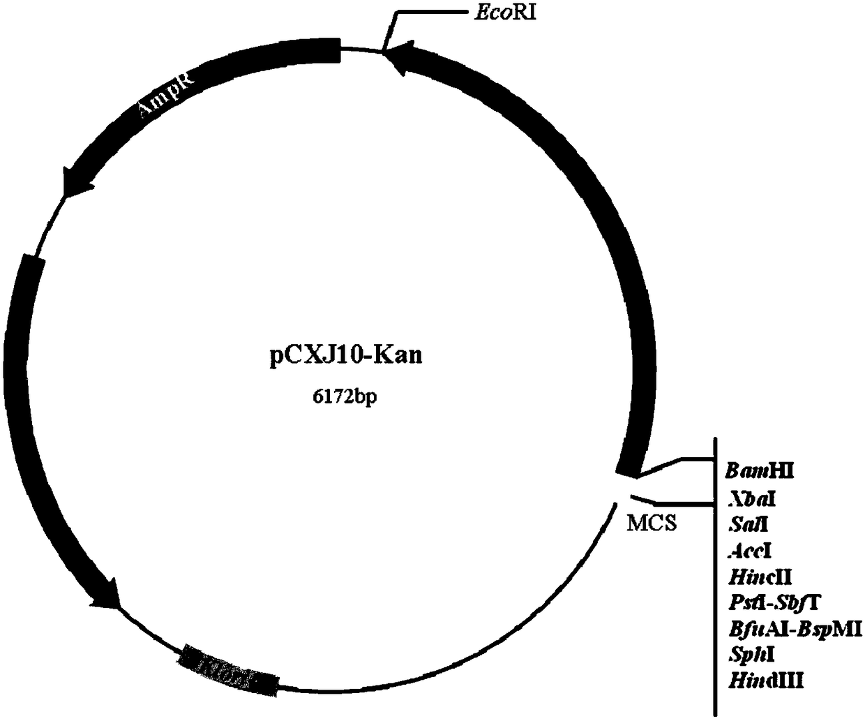 A high-expression promoter derived from Kluyveromyces marx and its expression system