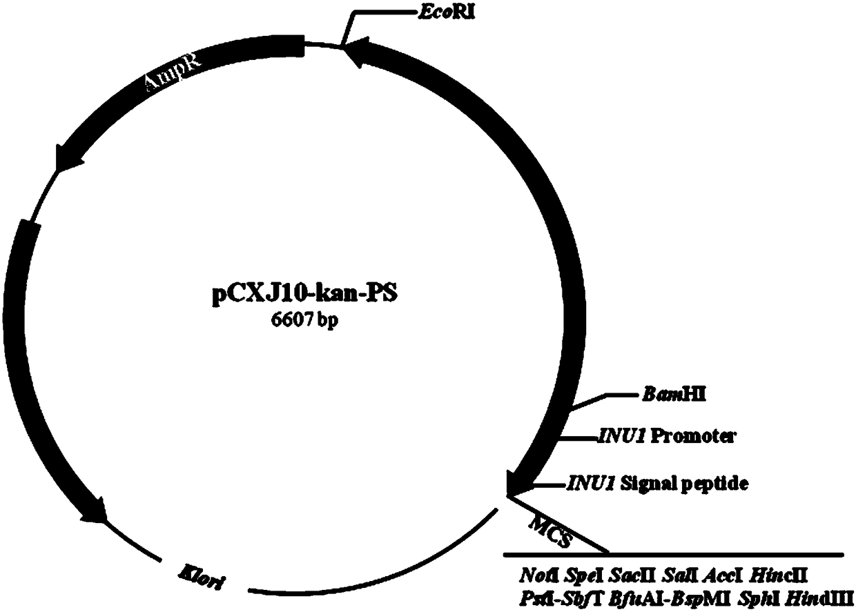 A high-expression promoter derived from Kluyveromyces marx and its expression system