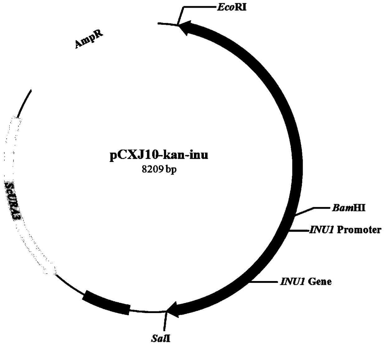 A high-expression promoter derived from Kluyveromyces marx and its expression system