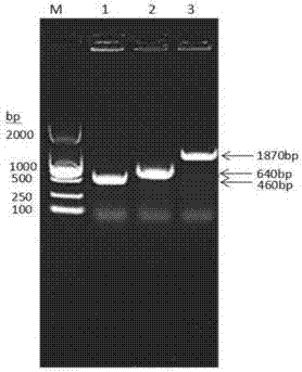 Chicken albumin-interferon alpha-interleukin 2 fusion protein, preparation method of fusion protein, coding genes thereof and chicken pegylated interferon