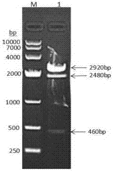 Chicken albumin-interferon alpha-interleukin 2 fusion protein, preparation method of fusion protein, coding genes thereof and chicken pegylated interferon