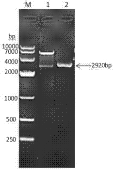 Chicken albumin-interferon alpha-interleukin 2 fusion protein, preparation method of fusion protein, coding genes thereof and chicken pegylated interferon