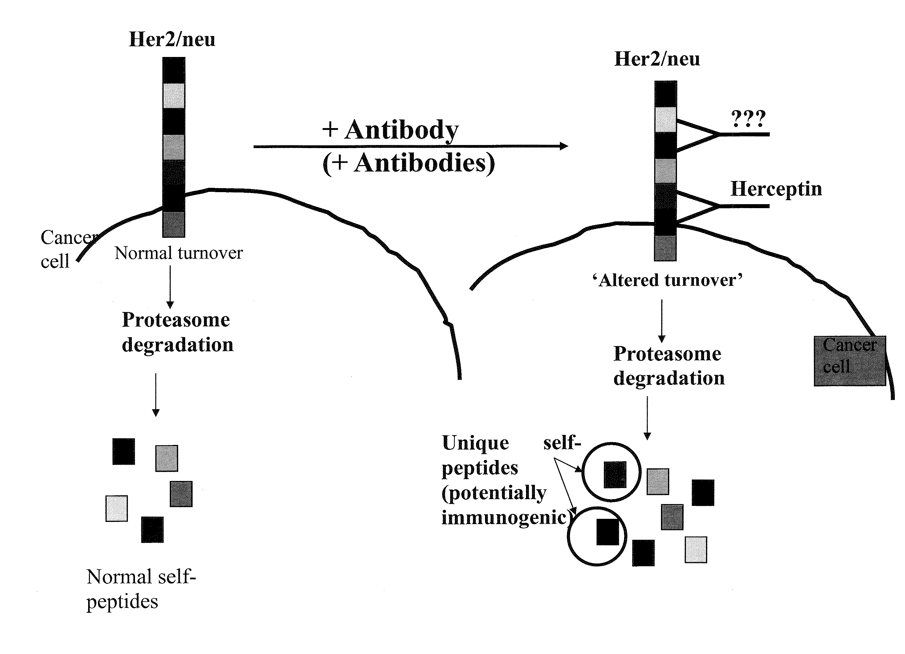 Targeted identification of immunogenic peptides