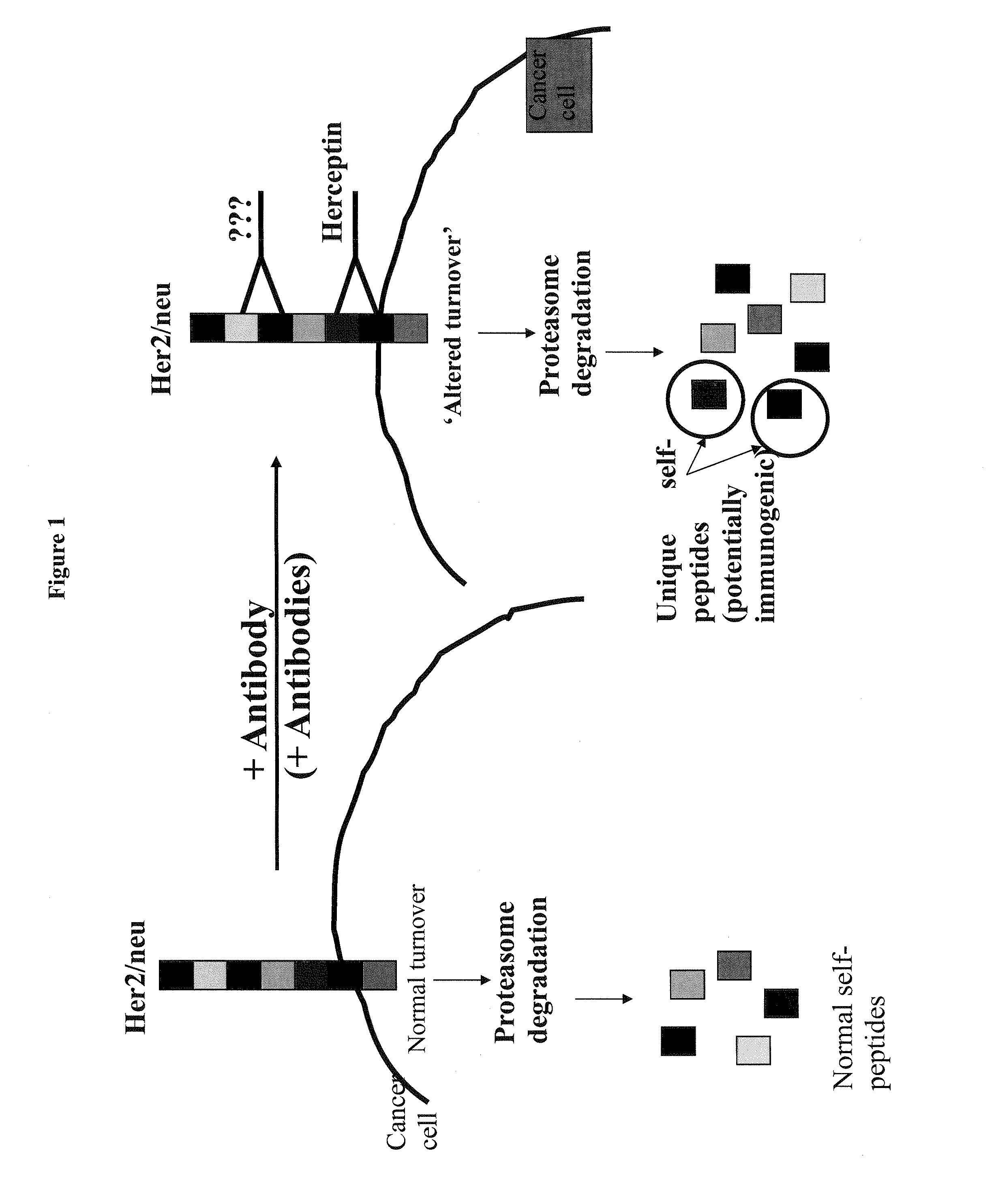 Targeted identification of immunogenic peptides