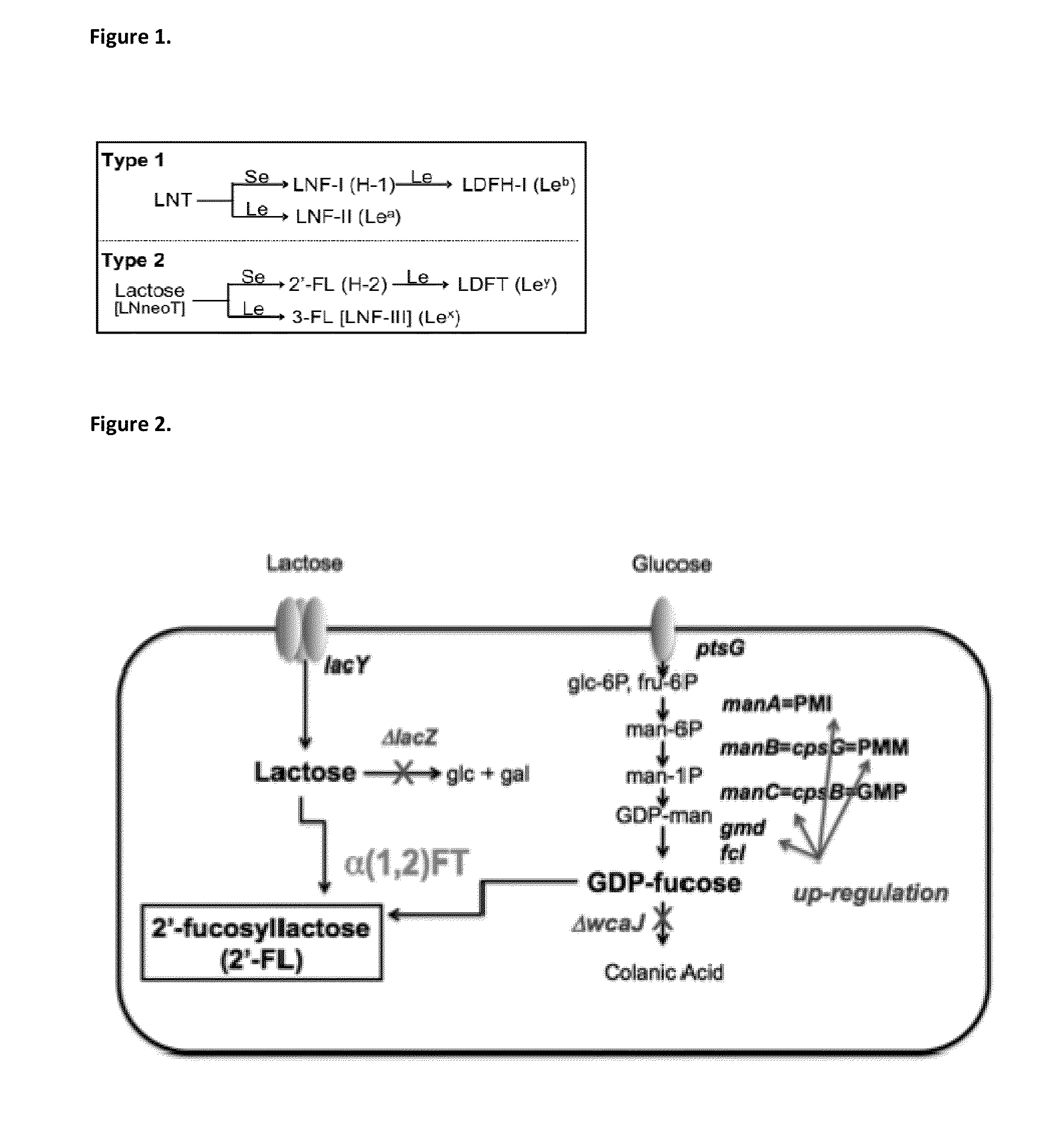 Alpha (1,2) fucosyltransferases suitable for use in the production of fucosylated oligosaccharides