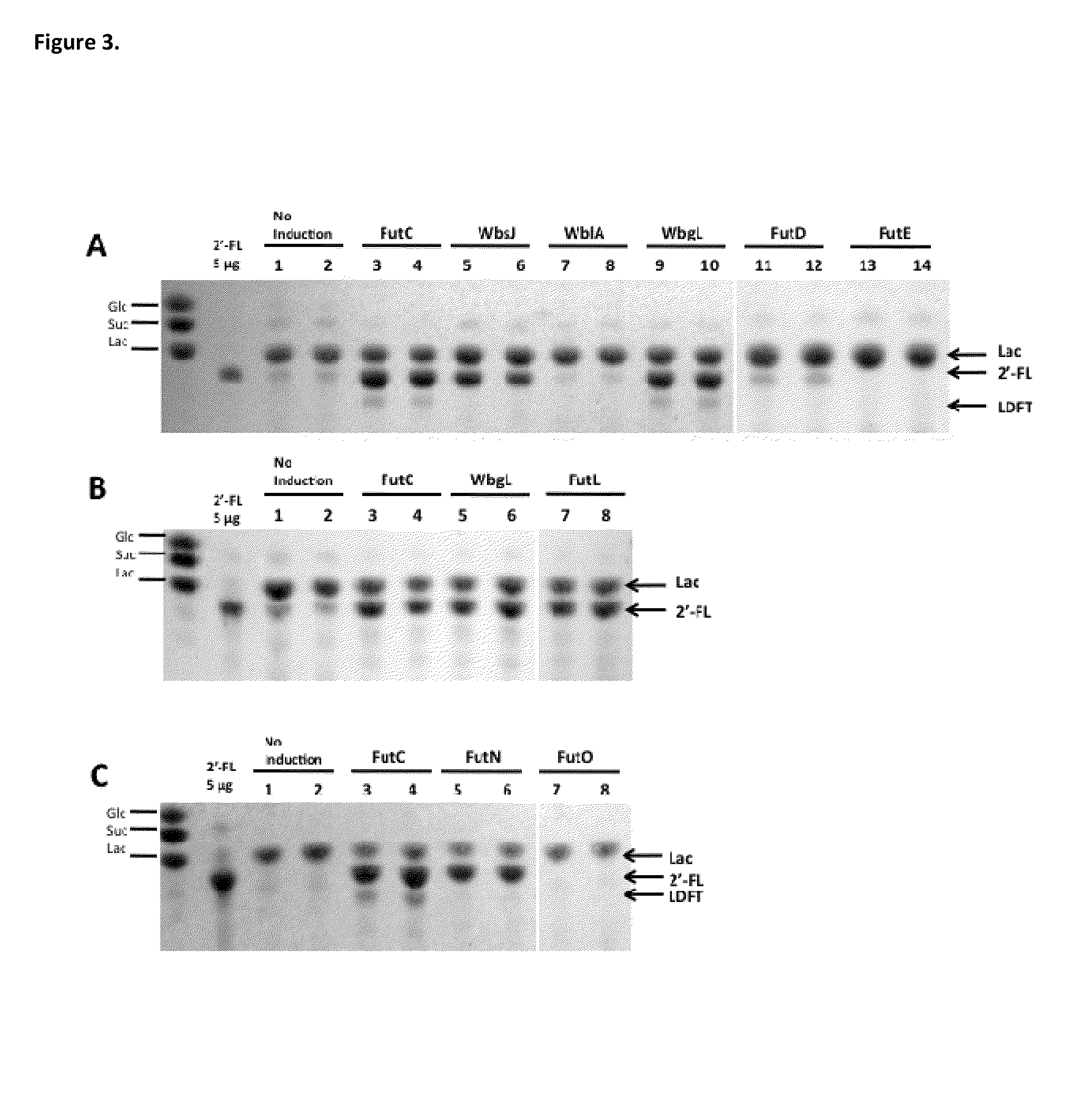 Alpha (1,2) fucosyltransferases suitable for use in the production of fucosylated oligosaccharides