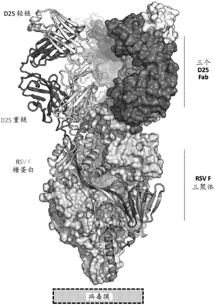 Prefusion RSV F proteins and their use