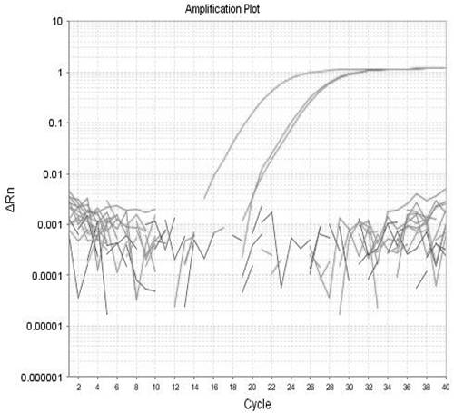 Primer probes, kits and methods for precise quantitative detection of specific gene components of transgenic rice Kefeng No. 6 strain