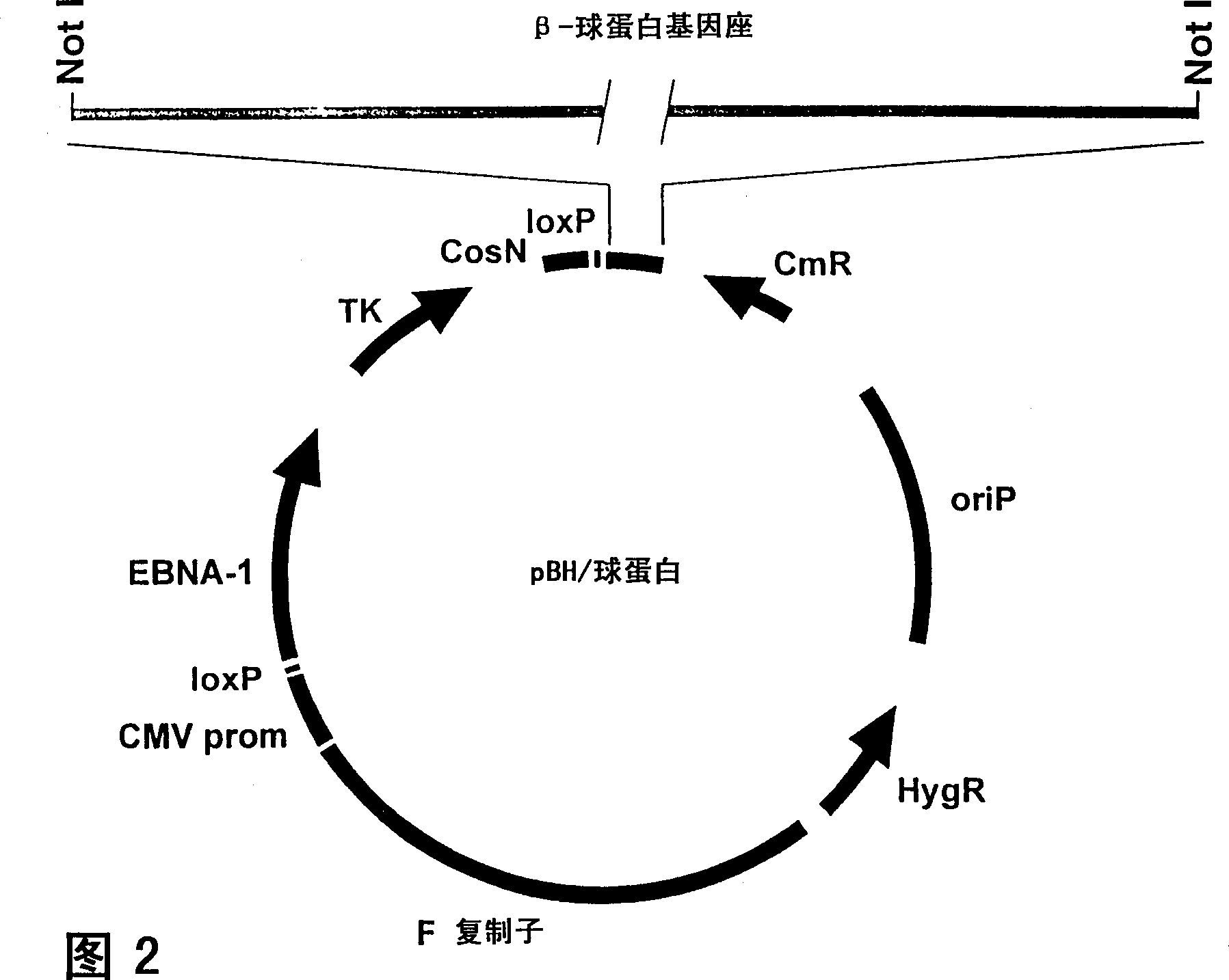 Method of recombination and agents useful for same