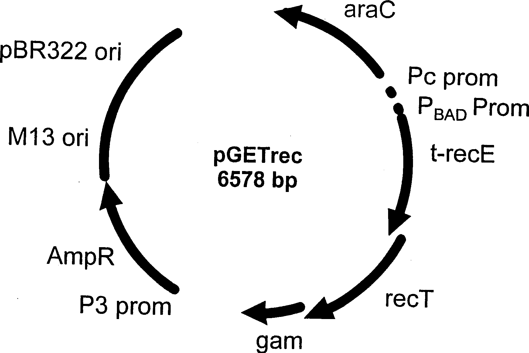 Method of recombination and agents useful for same