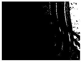 Paraffin slicing method for large explant leaf-buds and flower-buds of carnation