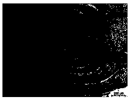 Paraffin slicing method for large explant leaf-buds and flower-buds of carnation