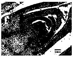 Paraffin slicing method for large explant leaf-buds and flower-buds of carnation