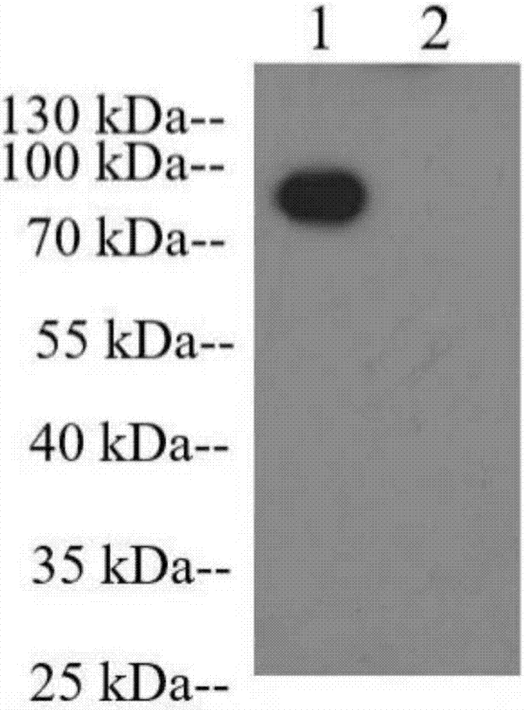 Epitope peptide H362 of HN protein in peste des petits ruminants virus (PPRV), and determination, preparation method and application thereof