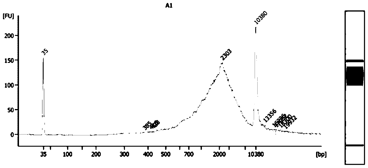 Method for judging endometrial receptivity and application thereof