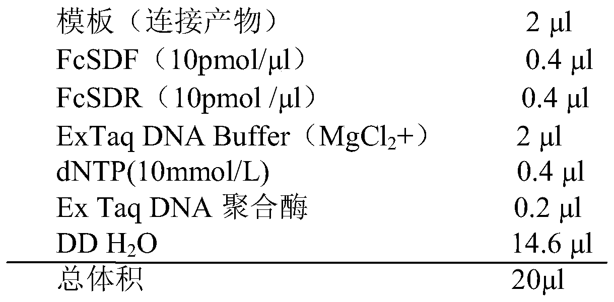 A dna sequence tag for identifying the genetic sex of Penaeus prawn and its application