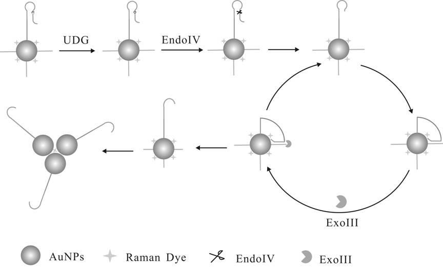 A biosensor for detecting uracil-DNA glycosylase and its preparation method