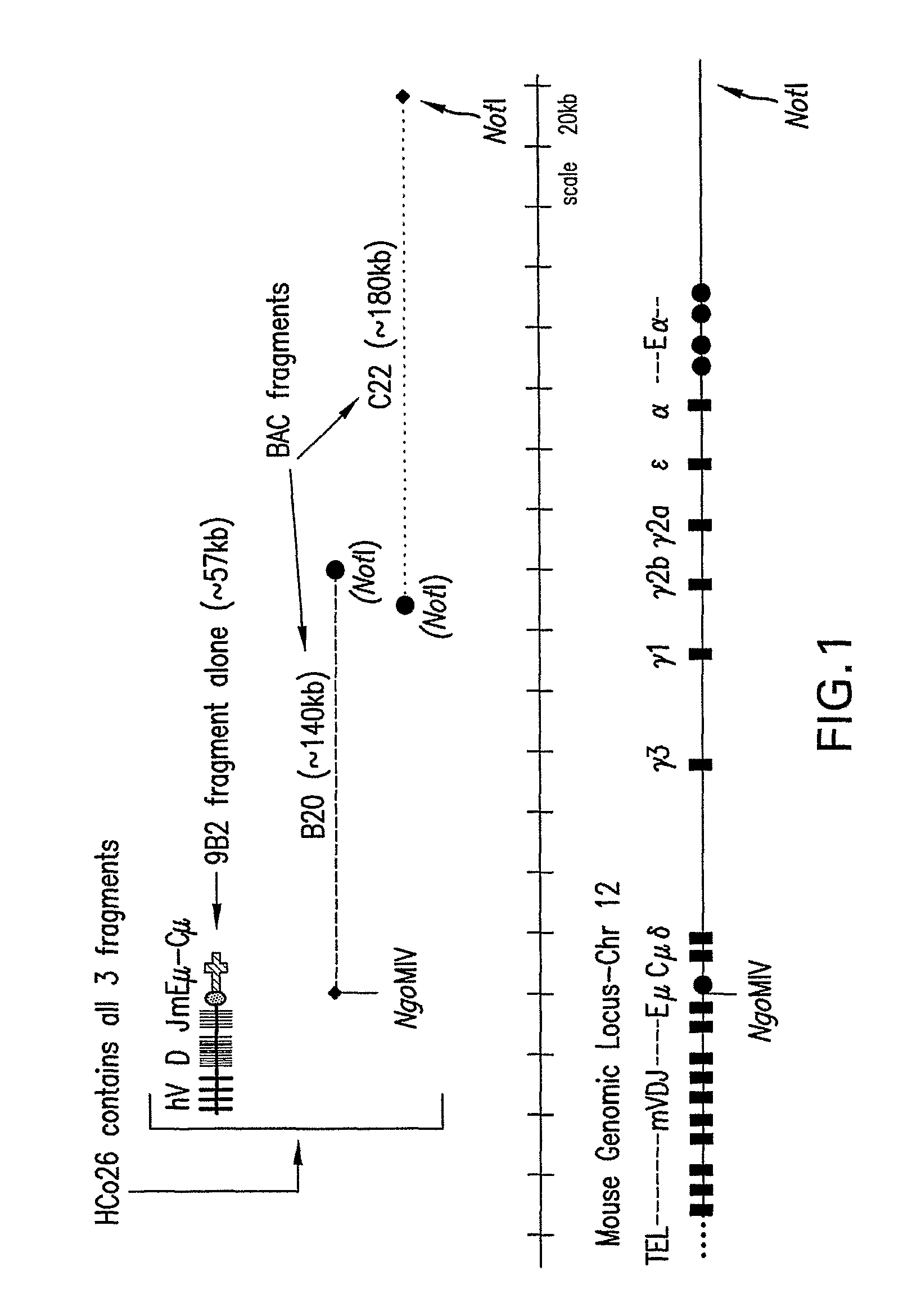 Transgenic animals expressing chimeric antibodies for use in preparing human antibodies