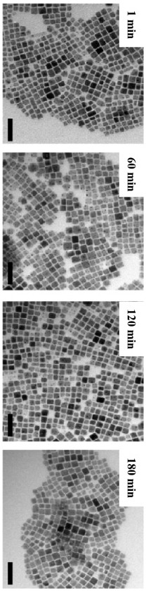 Perovskite nanocrystal with stable morphology at high temperature and preparation method thereof