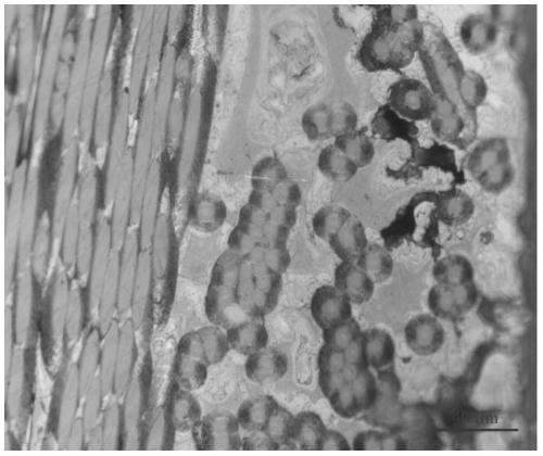 A kind of preparation method and application of carbon-ceramic composite material