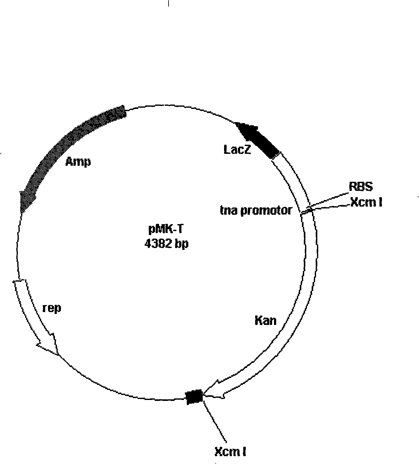 Expression type pre-T vector, preparation thereof and applications