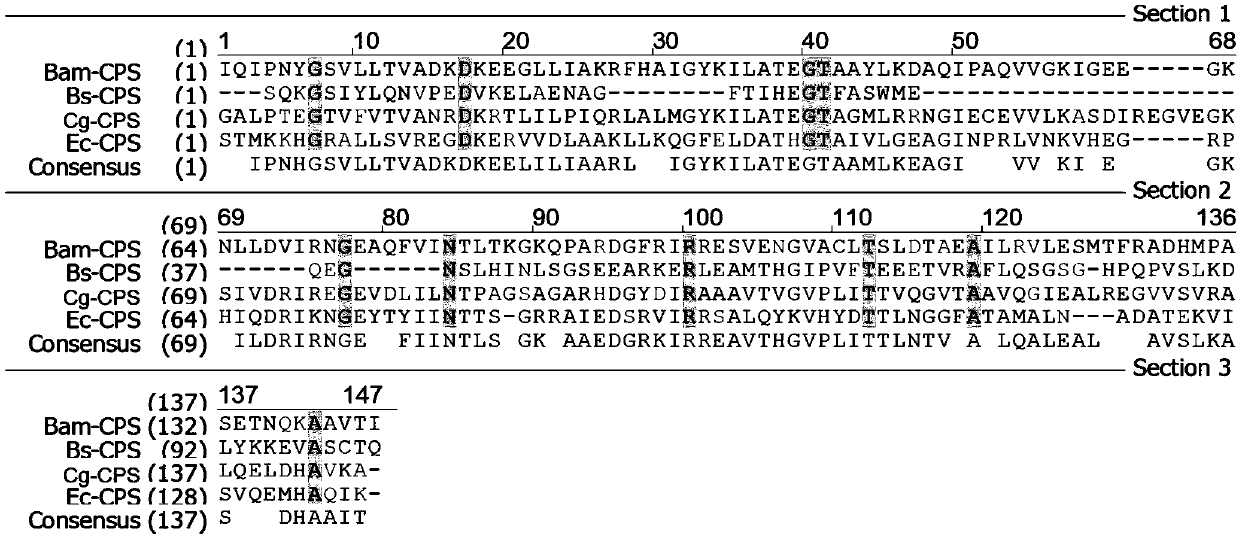 Carbamyl phosphate synthetase mutant with effect of uridylic acid feedback inhibition resistance and application thereof