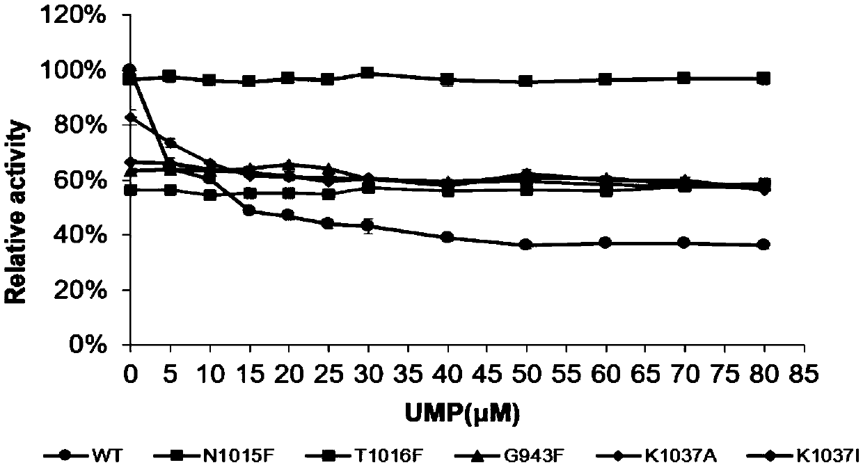 Carbamyl phosphate synthetase mutant with effect of uridylic acid feedback inhibition resistance and application thereof