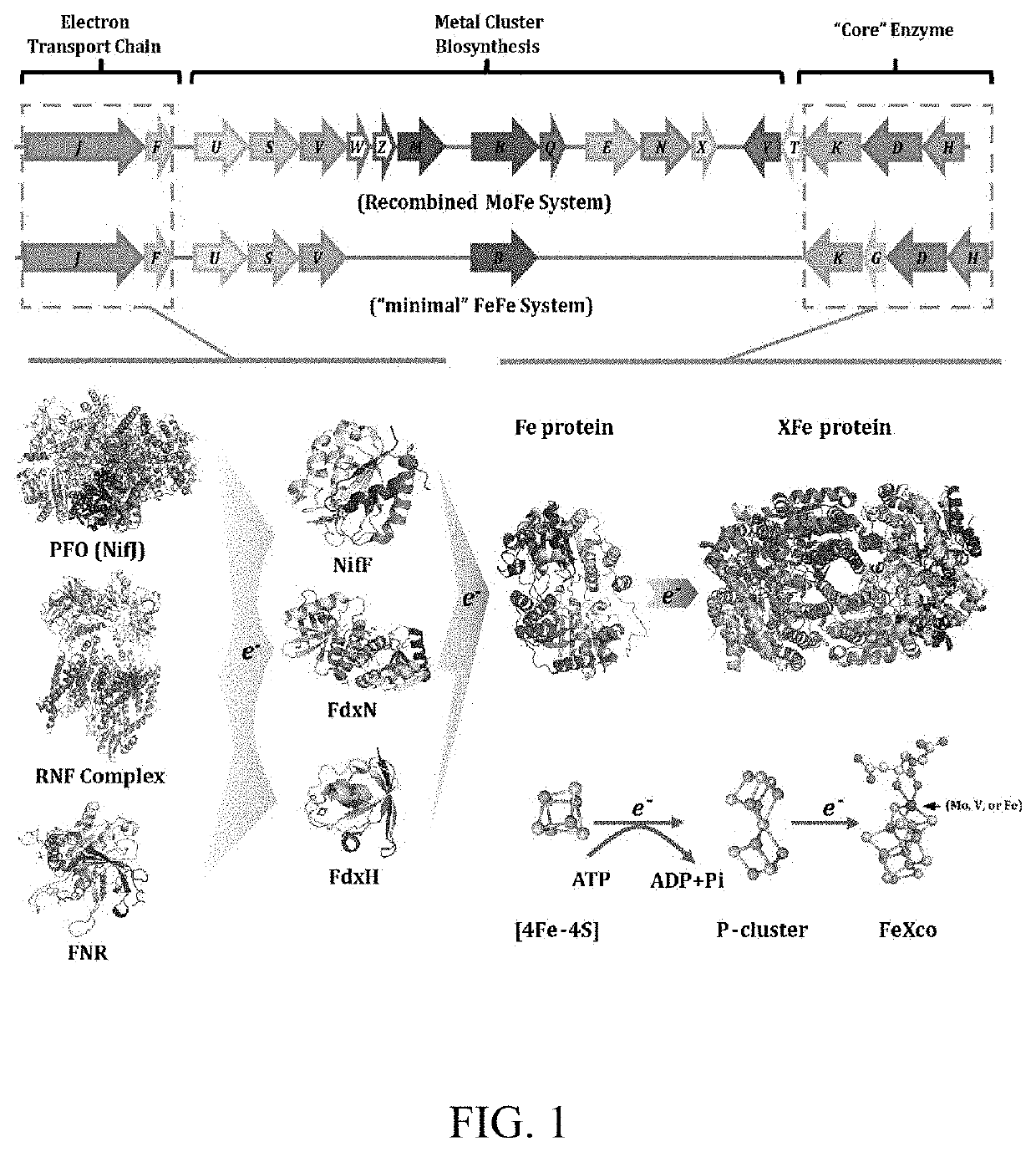 Electron transport chain module from eukaryotic organelle and application thereof