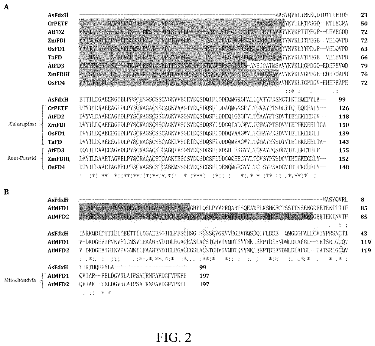 Electron transport chain module from eukaryotic organelle and application thereof