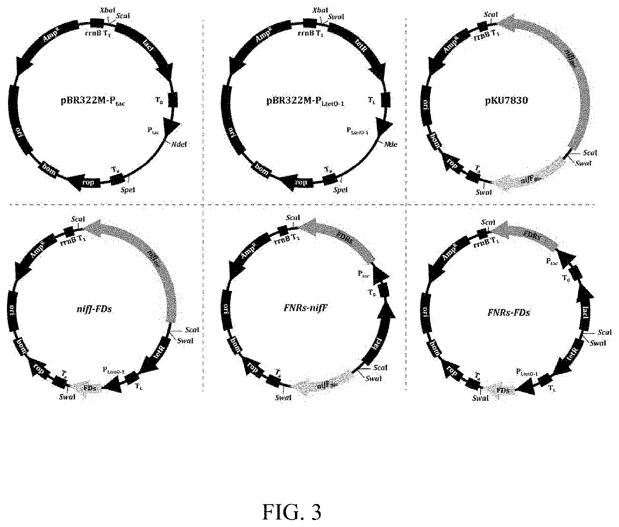 Electron transport chain module from eukaryotic organelle and application thereof