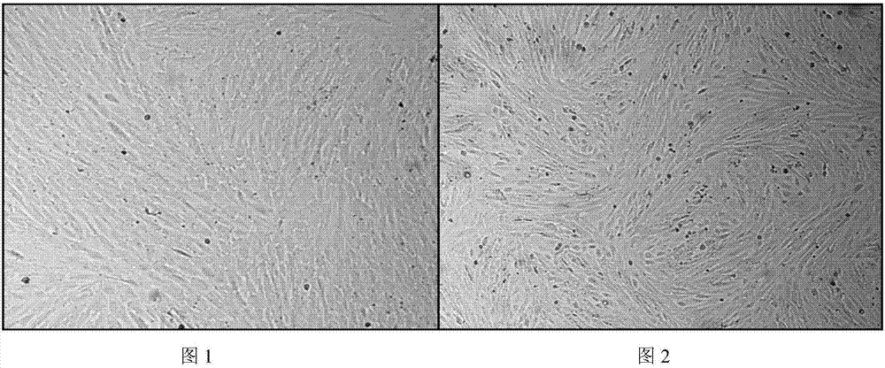 Passage culture type sheep testis cell and passage domesticating culture method, and special culture system and application thereof