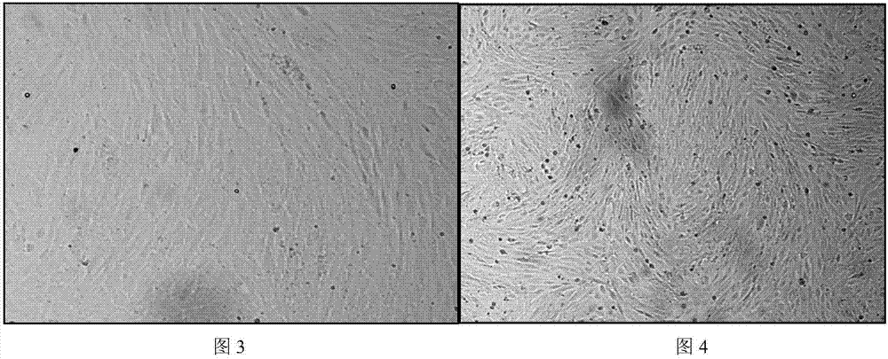 Passage culture type sheep testis cell and passage domesticating culture method, and special culture system and application thereof