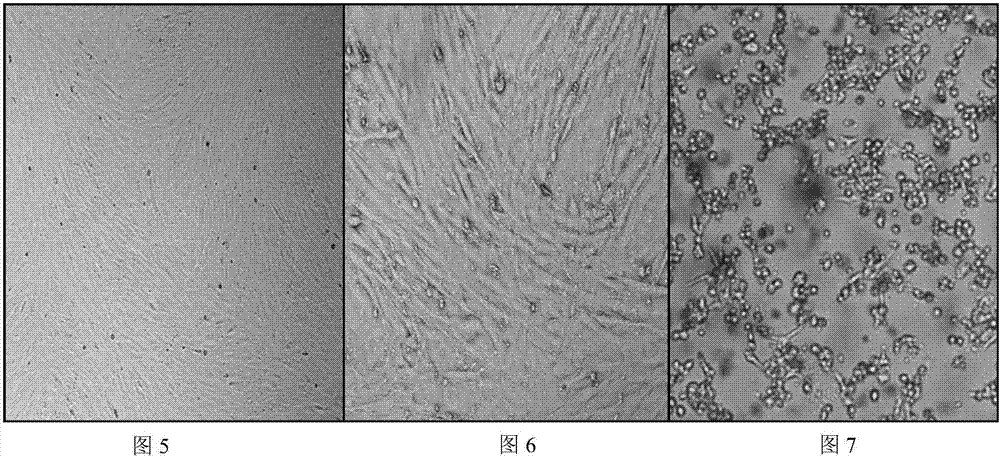 Passage culture type sheep testis cell and passage domesticating culture method, and special culture system and application thereof