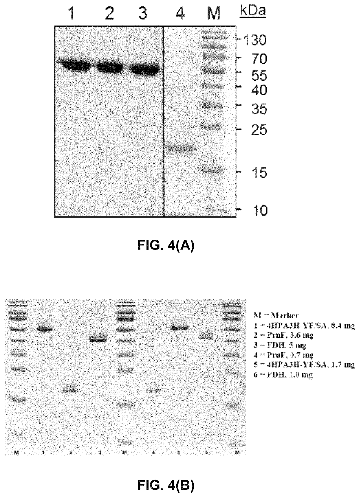 Mutant 4-hydroxyphenylacetate 3-hydroxylases and uses thereof