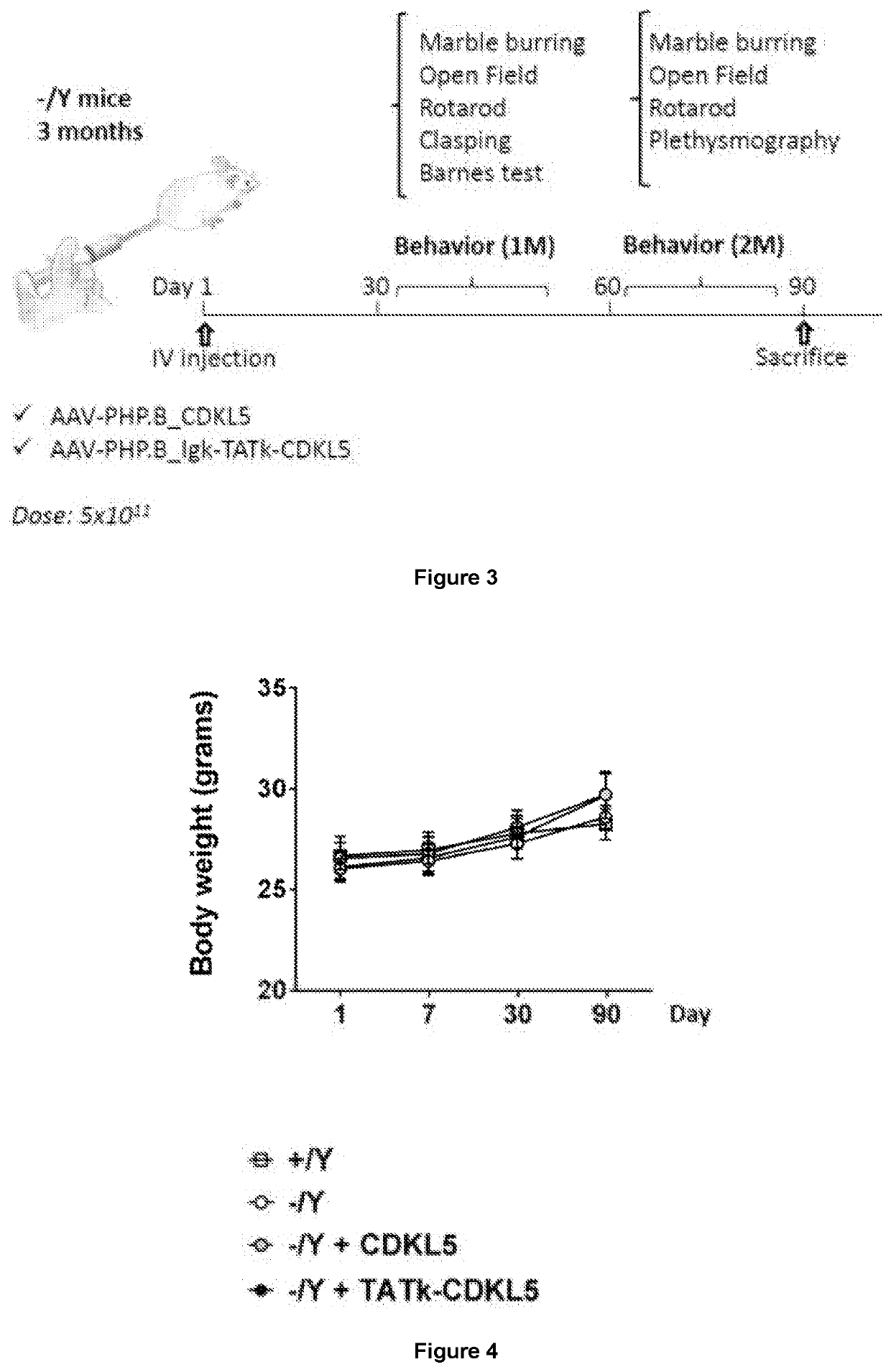 New gene therapy constructs