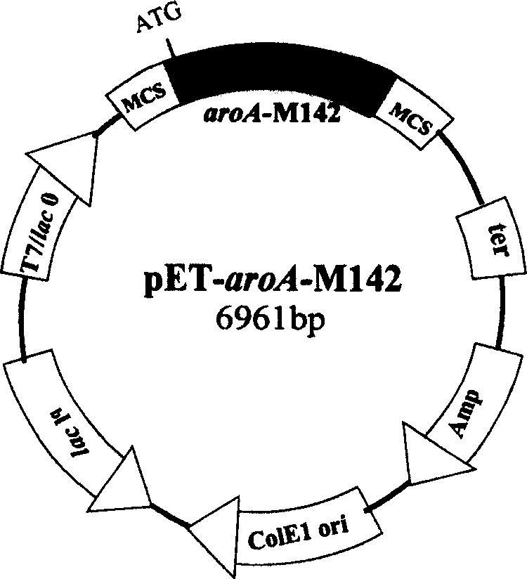 Gene site-directed mutation method and glyphosate-resistant gene obtained by said method and its expression vector and trans foring factor