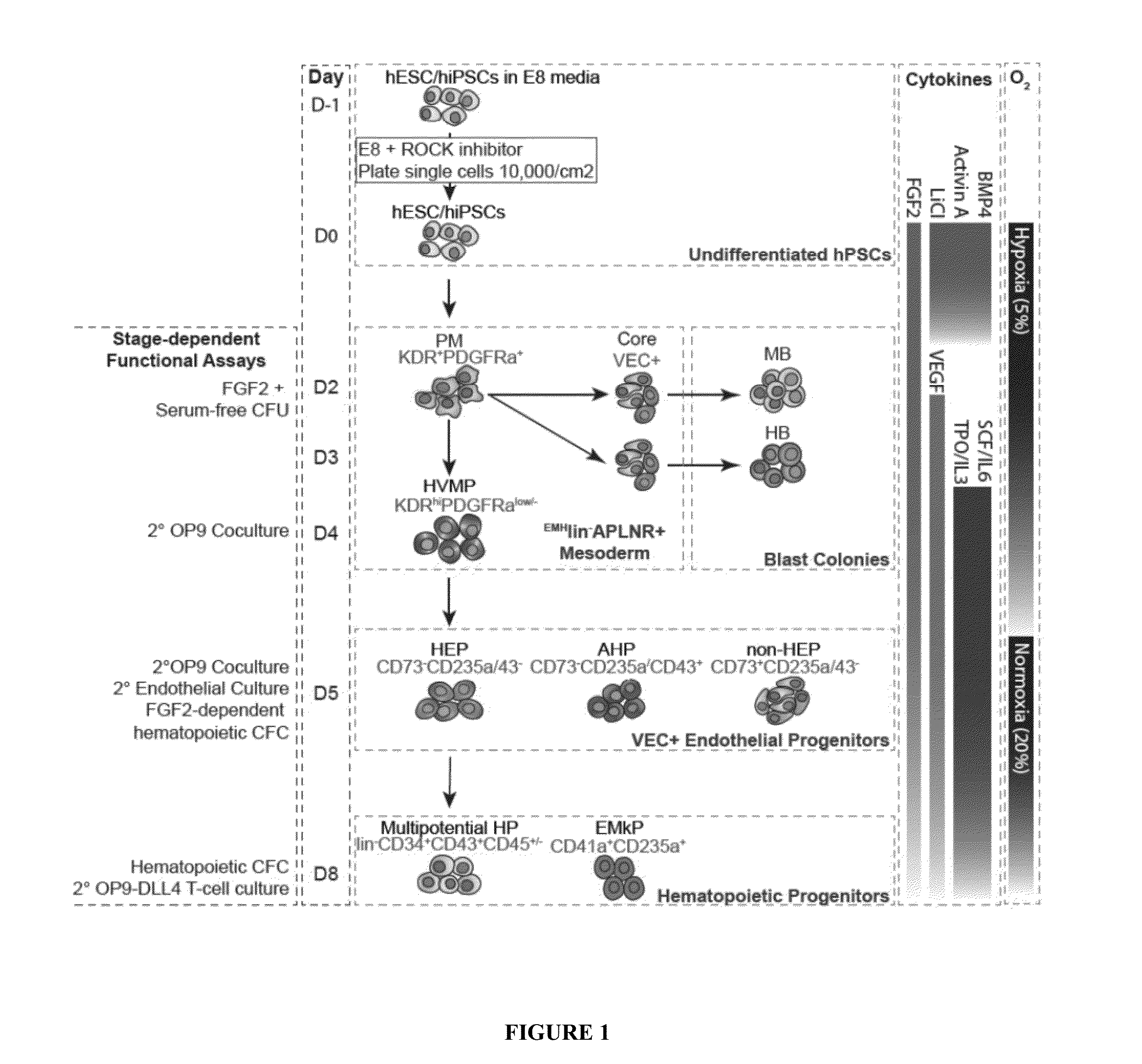 Methods and Materials for Hematoendothelial Differentiation of Human Pluripotent Stem Cells Under Defined Conditions