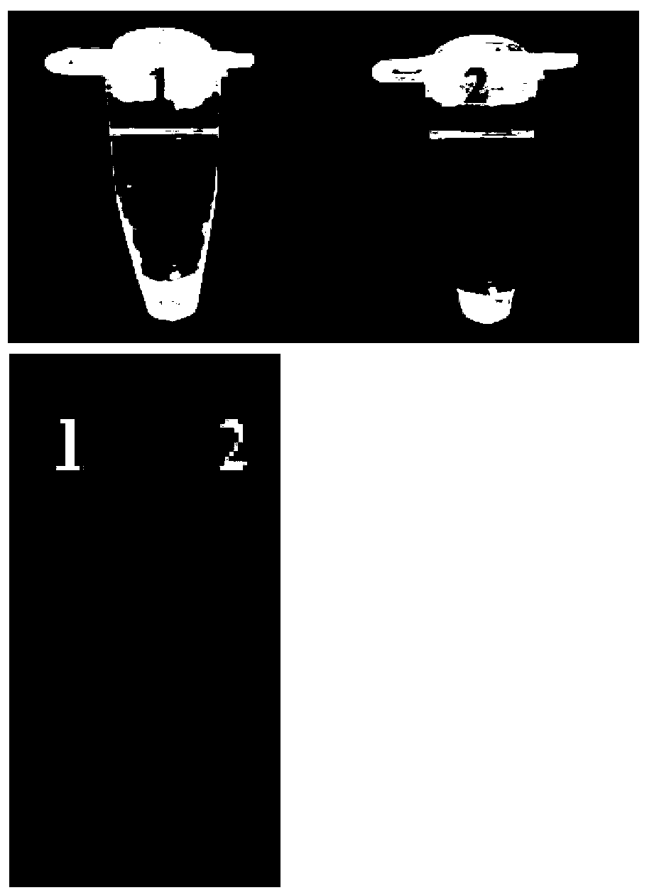 Loop-mediated isothermal amplification detection method for detecting Fusarium oxysporum of Chinese wolfberry root rot, and detection primers and verification method thereof