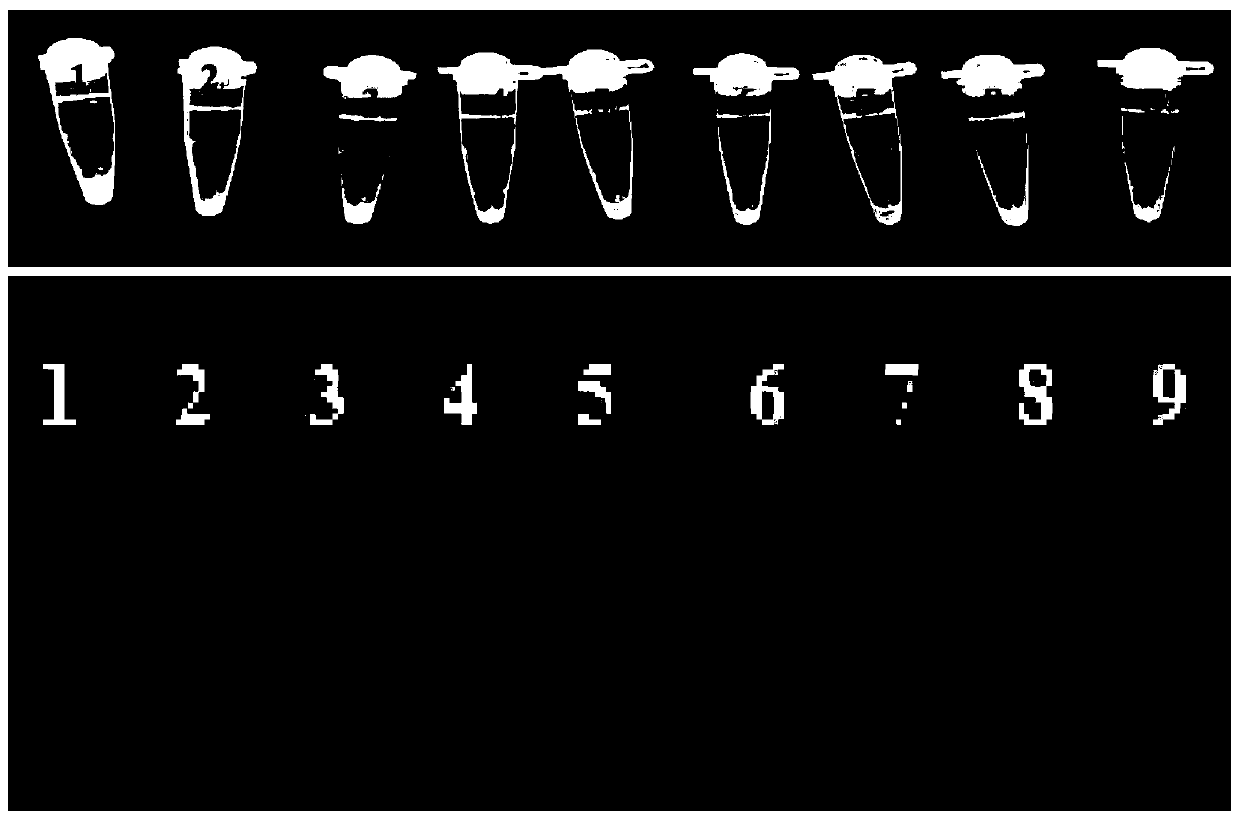 Loop-mediated isothermal amplification detection method for detecting Fusarium oxysporum of Chinese wolfberry root rot, and detection primers and verification method thereof