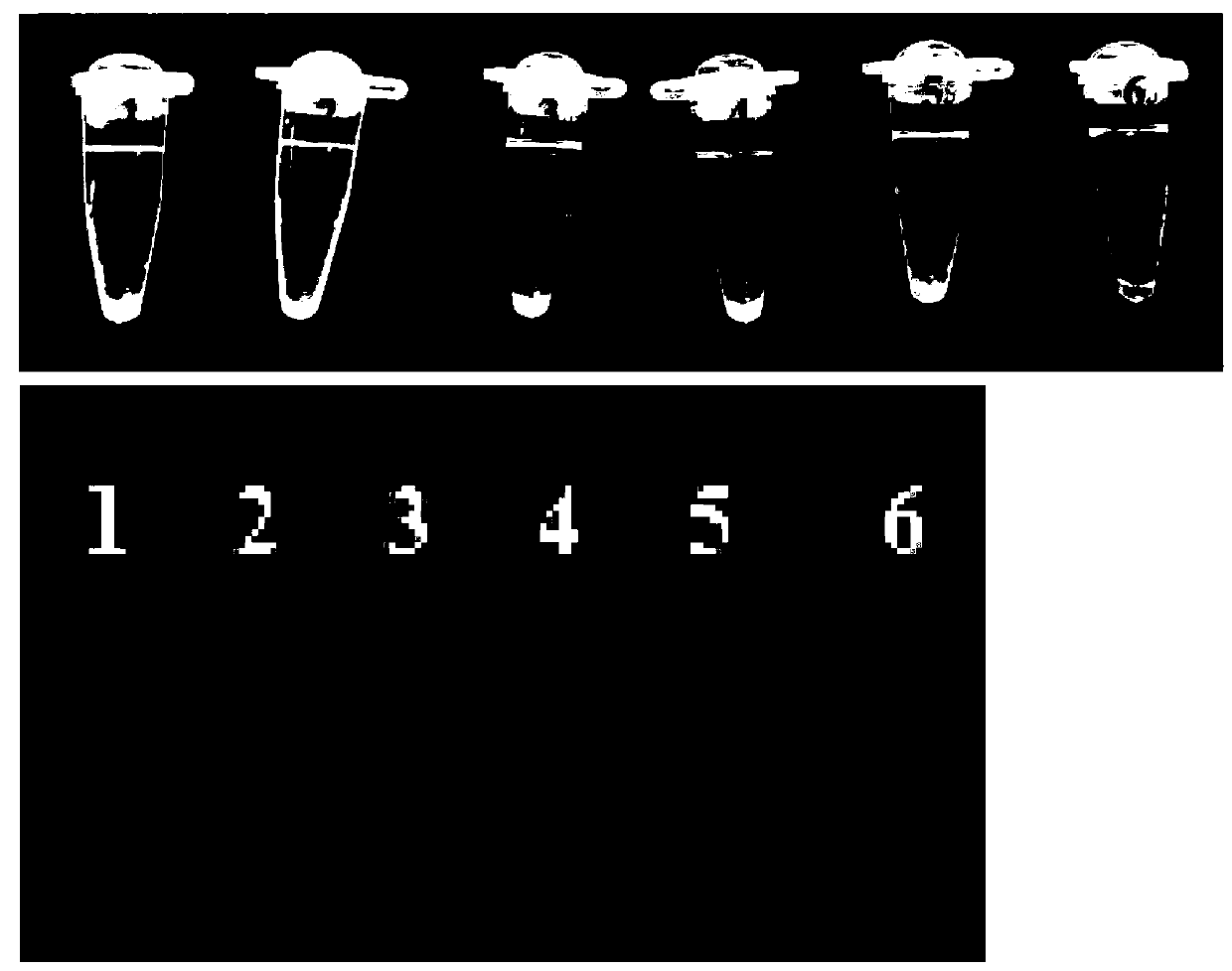 Loop-mediated isothermal amplification detection method for detecting Fusarium oxysporum of Chinese wolfberry root rot, and detection primers and verification method thereof