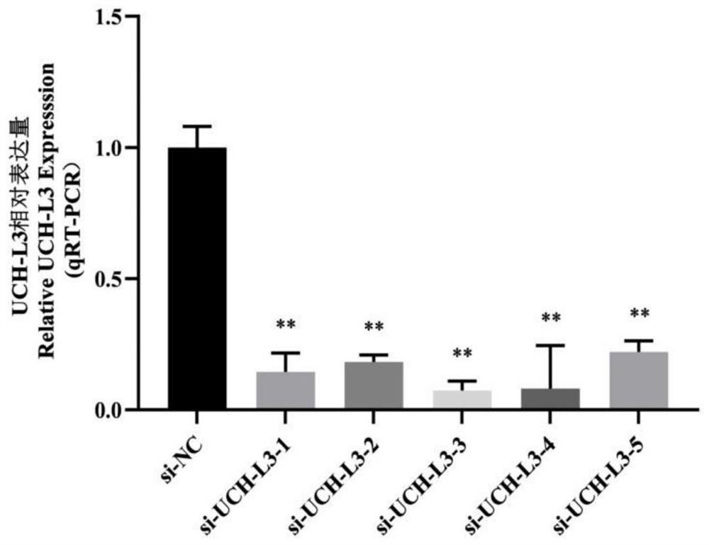 A method for inhibiting the myogenic differentiation of bovine skeletal muscle satellite cells by interfering with uch-l3 expression