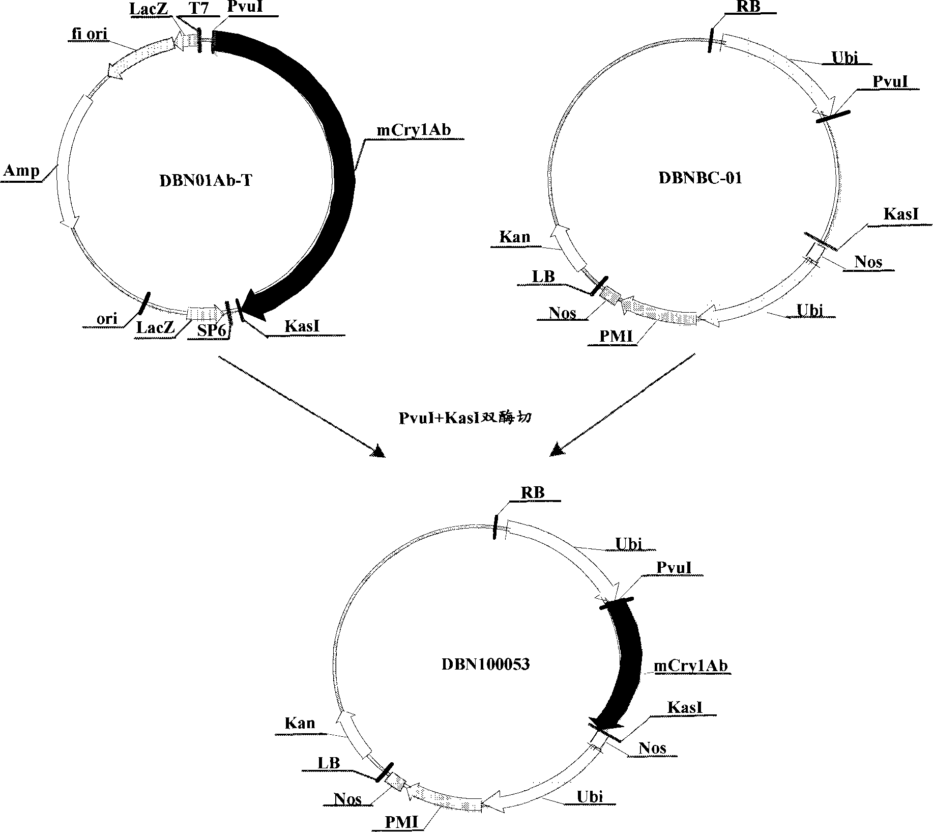 Insecticide gene and application thereof