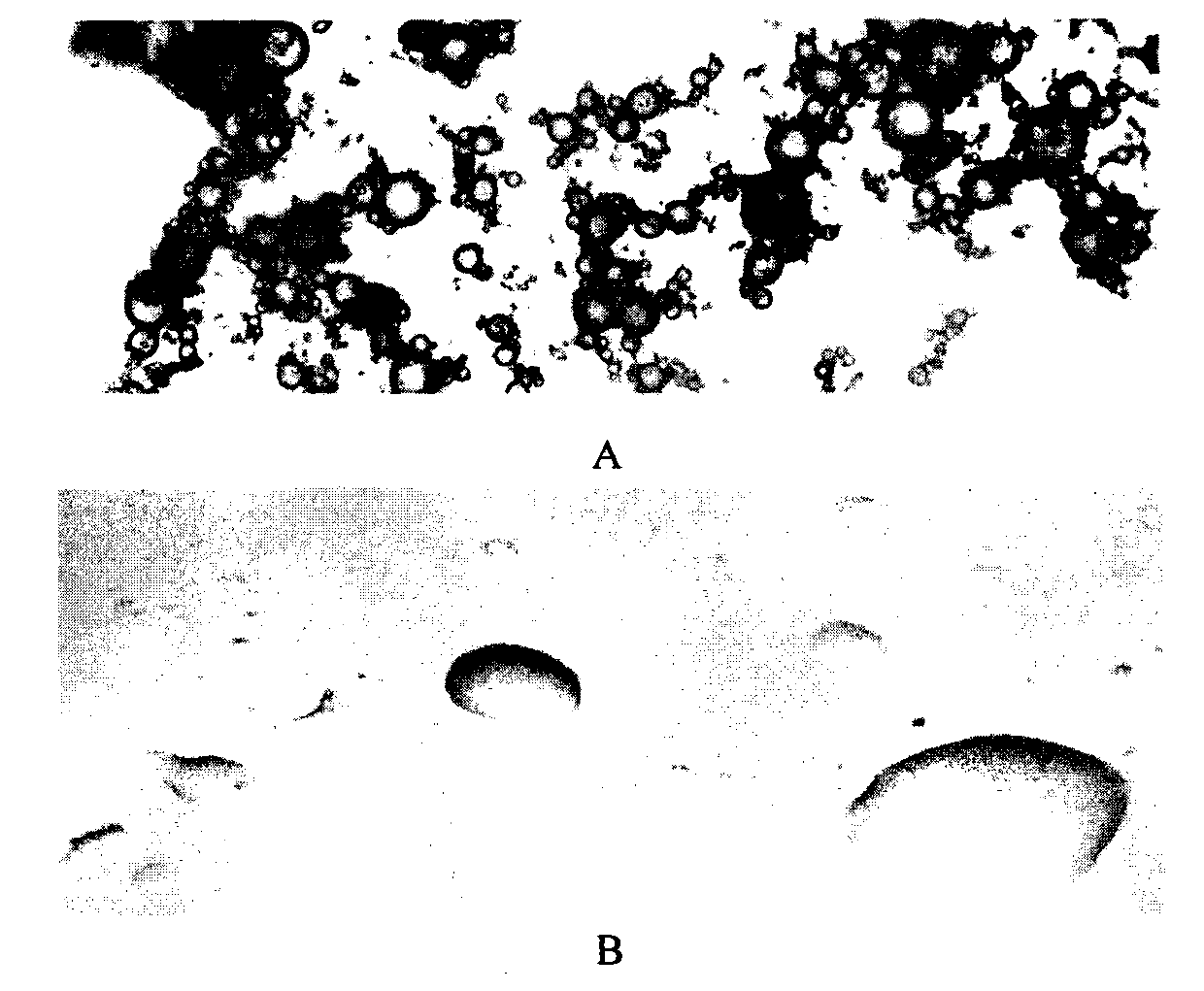 Oleophylic fertilizer for bioremediation of oil polluted environment and method for preparing oleophylic fertilizer